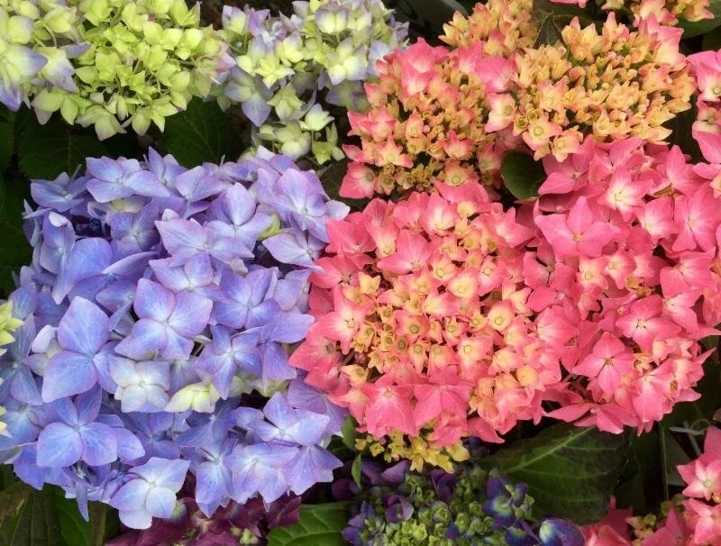 hydrangeaさまなどメモ大量まとめ売り♥ hydrangeaさまなどメモ大量